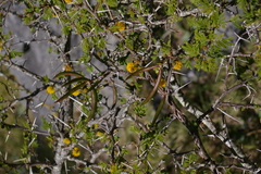 Vachellia farnesiana farnesiana