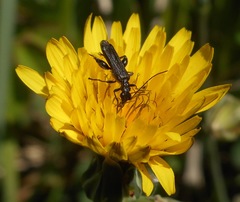 Oedemera atrata