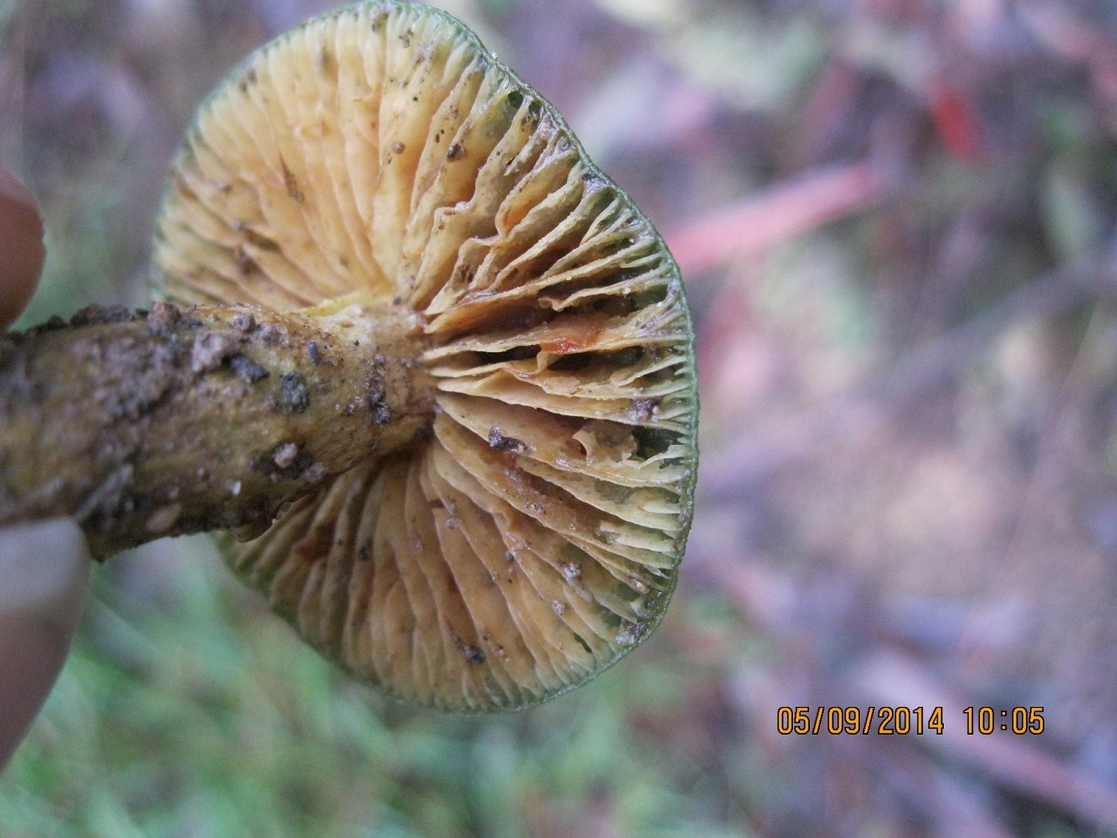 Cortinarius austrovenetus image