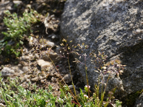 Molineriella laevis