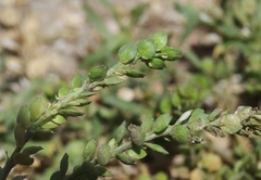 Lepidium strictum