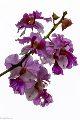 Papilionanthe