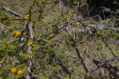 Vachellia farnesiana farnesiana