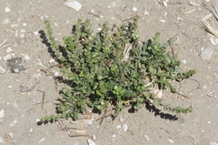 Lepidium strictum