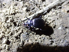 Sphaeroderus