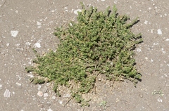 Lepidium strictum