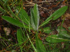 Pilosella officinarum
