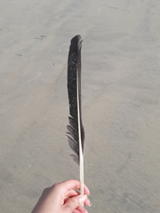 Pelecanus occidentalis