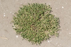 Lepidium strictum