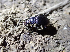 Sphaeroderus