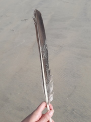 Pelecanus occidentalis