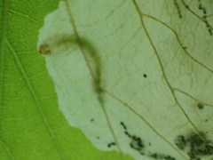 Phyllonorycter issikii