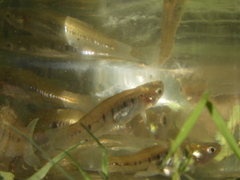 Cnesterodon decemmaculatus