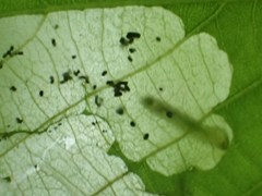 Phyllonorycter issikii