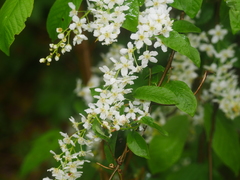 Prunus padus