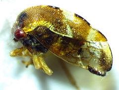 Cyrtolobus togatus