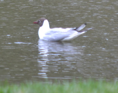 Chroicocephalus ridibundus