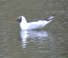 Chroicocephalus ridibundus