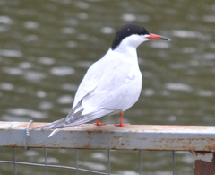 Sterna hirundo