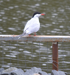 Sterna hirundo