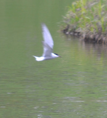 Sterna hirundo