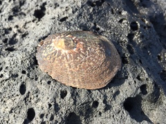 Cellana nigrolineata