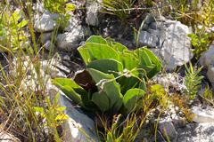Mairia coriacea