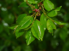 Prunus serotina