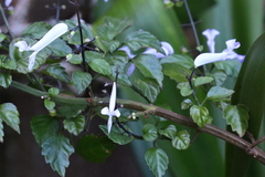 Plectranthus saccatus