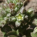 Polycarpon tetraphyllum - Photo (c) James Bailey, μερικά δικαιώματα διατηρούνται (CC BY-NC), uploaded by James Bailey
