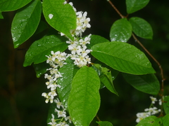 Prunus padus