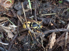 Vespula atropilosa