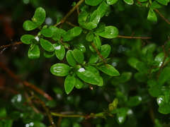Ligustrum vulgare