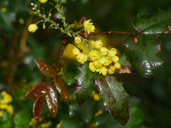 Berberis aquifolium