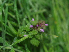 Lamium purpureum