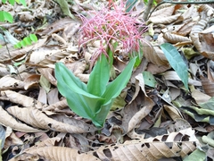 Scadoxus