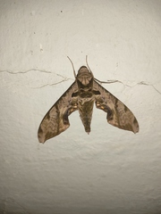 Protambulyx eurycles