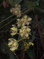 Passiflora ferruginea