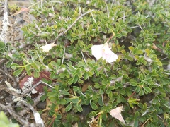 Monsonia vanderietiae