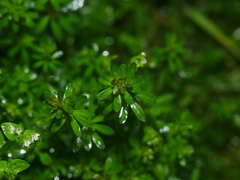 Galium mollugo