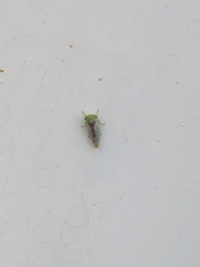 Viridicerus ustulatus