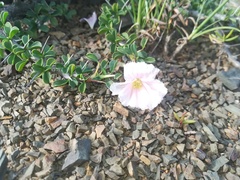 Monsonia vanderietiae