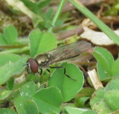 Platycheirus tarsalis