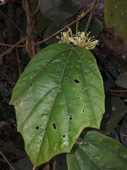 Passiflora ferruginea