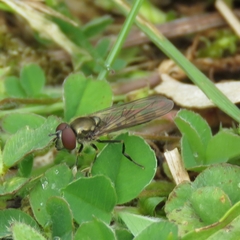Platycheirus tarsalis
