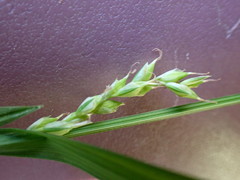 Carex hendersonii