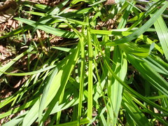 Carex hendersonii