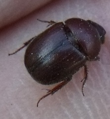 Ochodaeus chrysomeloides