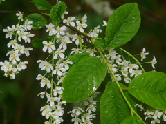 Prunus padus