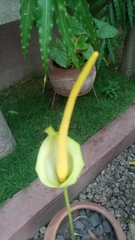 Amorphophallus baumannii